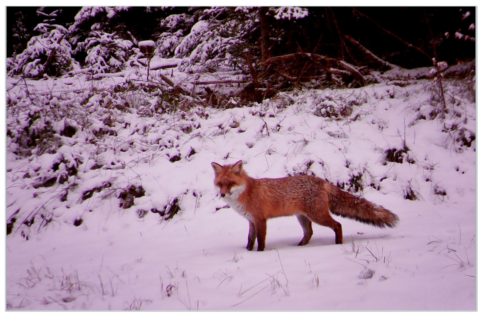 Rotfuchs (Vulpes vulpes) 