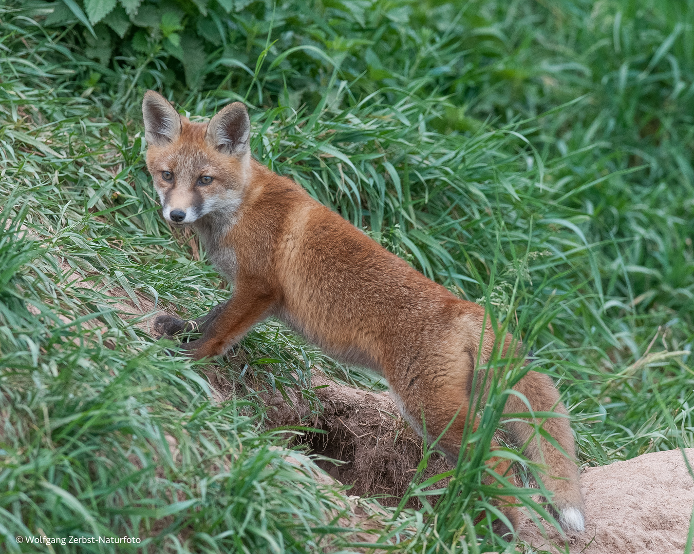 -- Rotfuchs --  ) Vulpes vulpes )