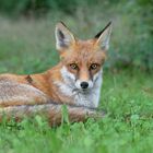 Rotfuchs (Vulpes vulpes)