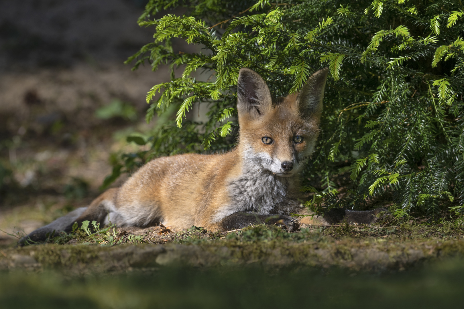 Rotfuchs (Vulpes vulpes)