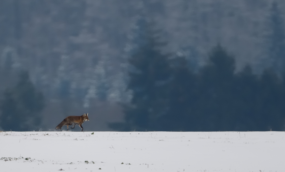 Rotfuchs (Vulpes vulpes)