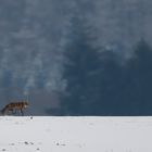 Rotfuchs (Vulpes vulpes)