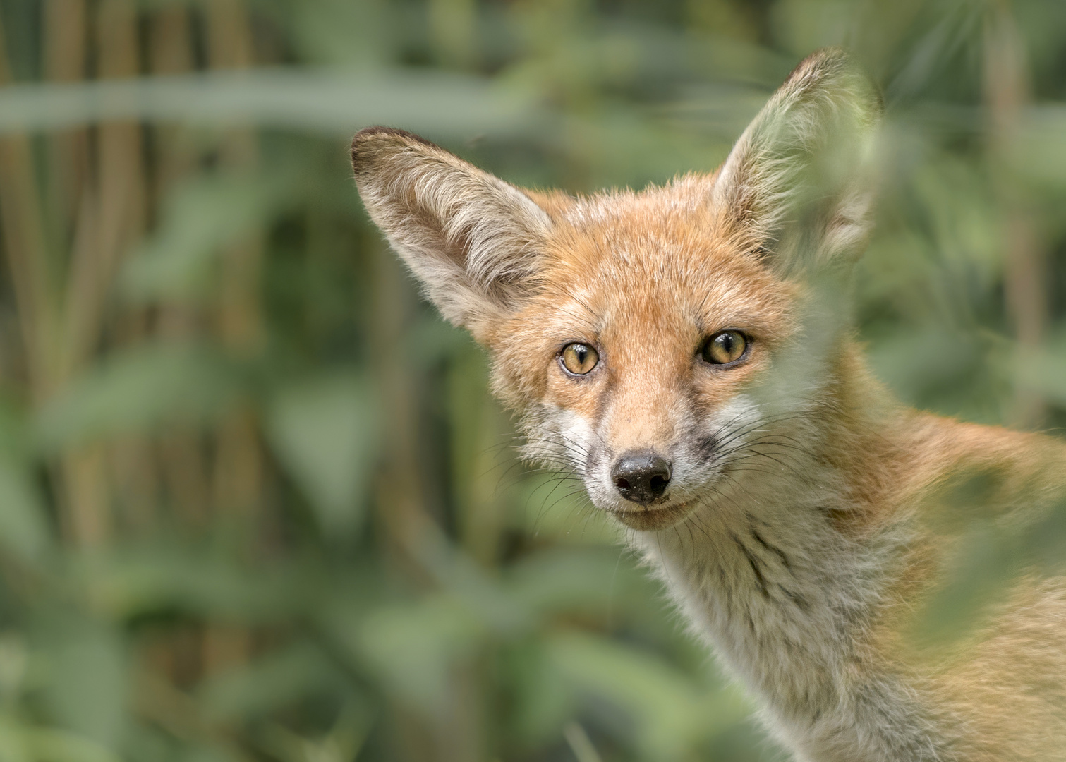 Rotfuchs (Vulpes vulpes)