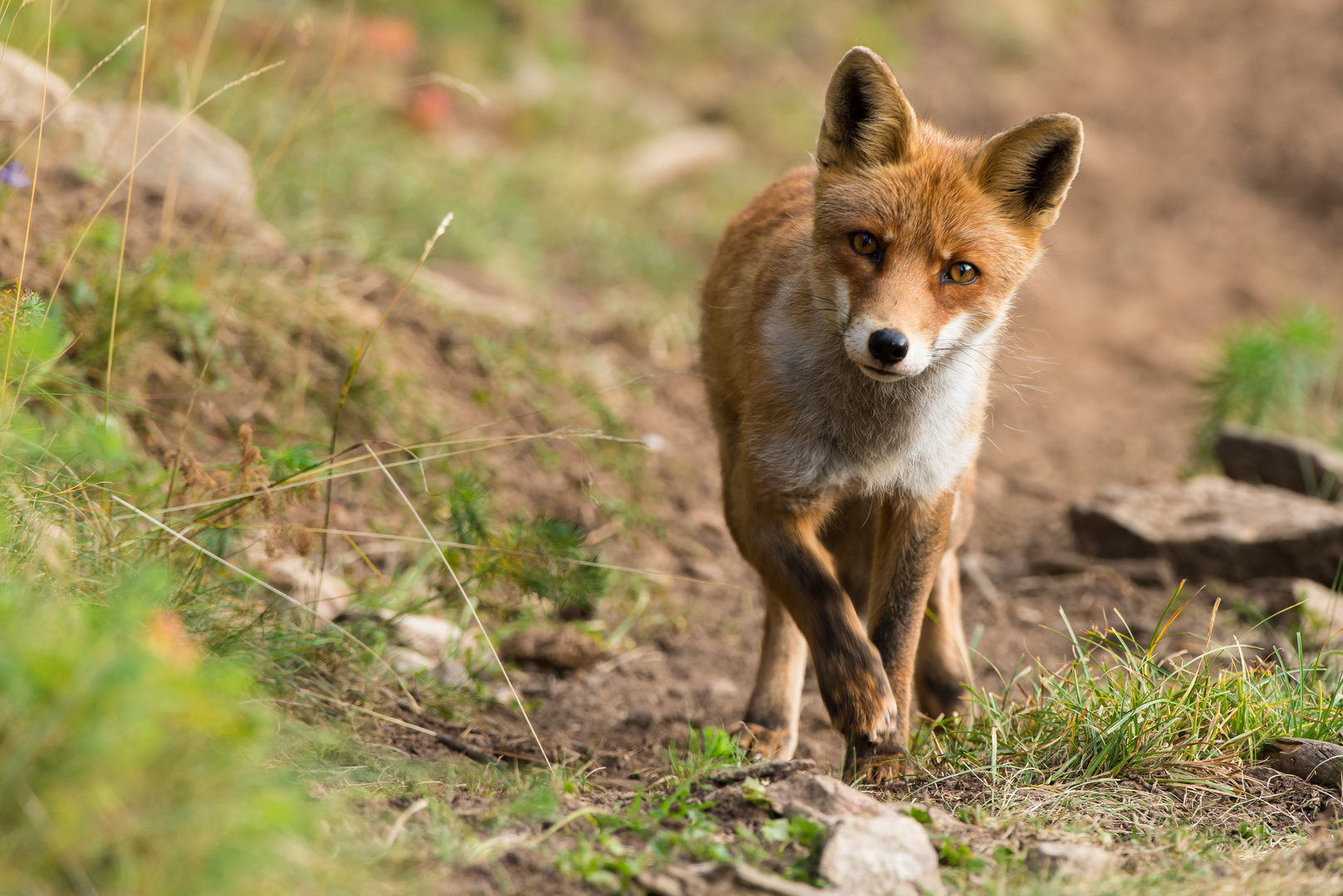 Rotfuchs (Vulpes vulpes); auf dem Rothirschwechsel II