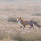 ~Rotfuchs (Vulpes vulpes)~