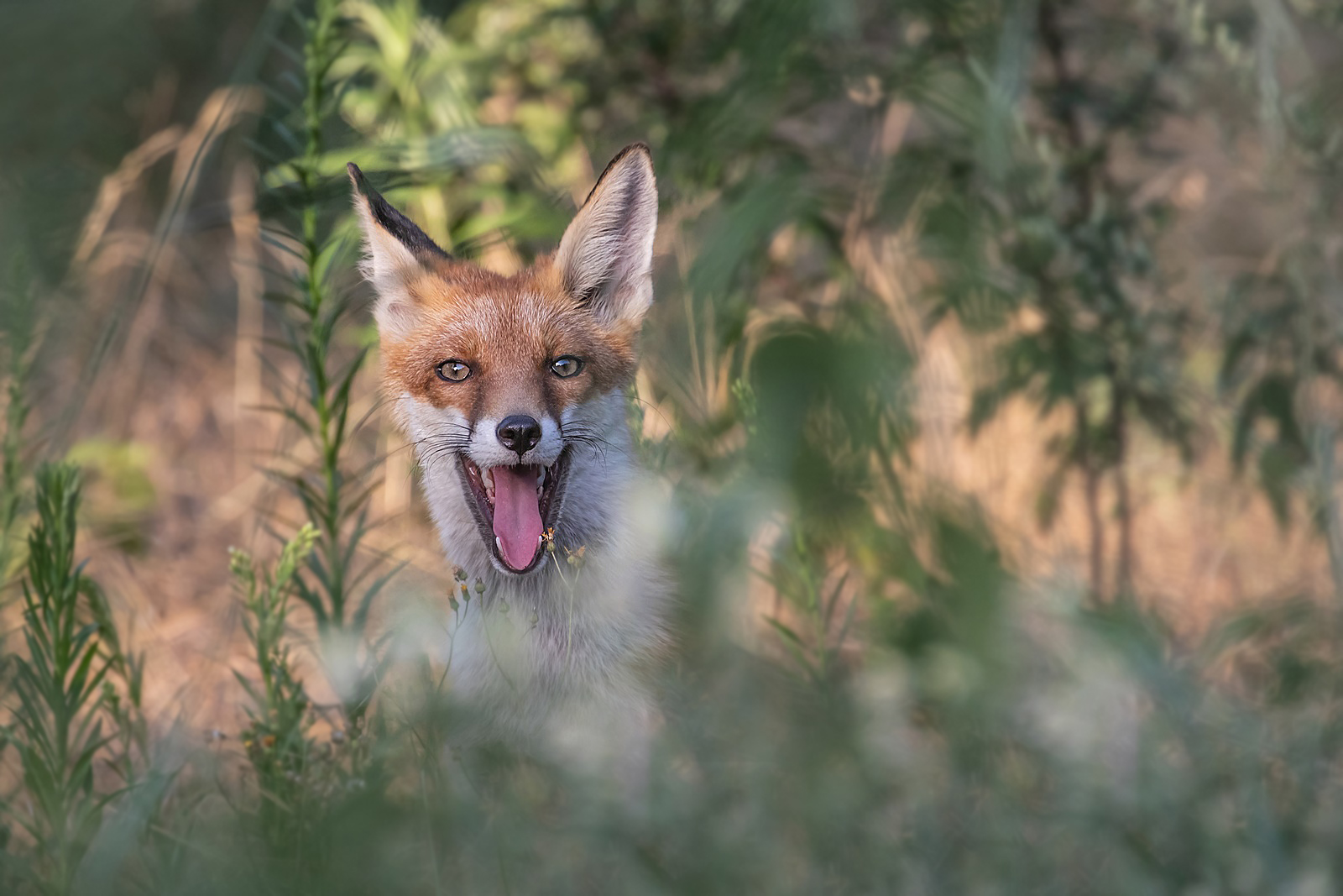 Rotfuchs - Vulpes vulpes bei Hitze