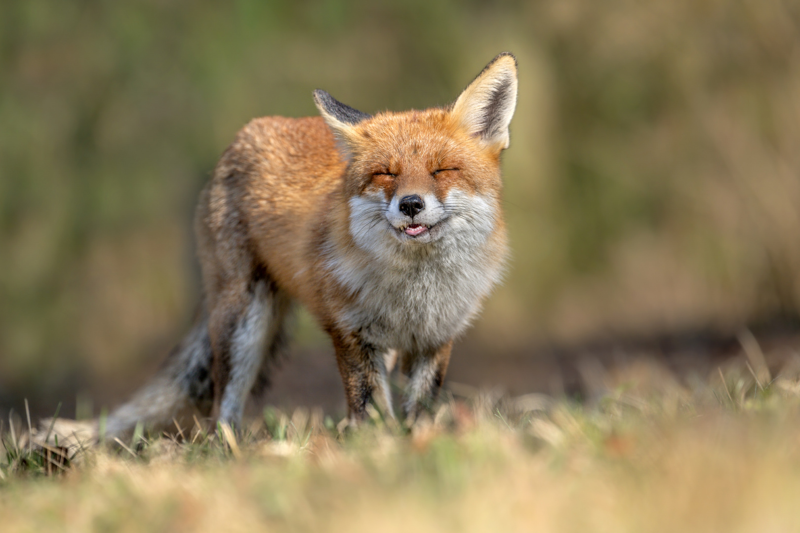 Rotfuchs (Vulpes vulpes)