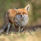 Rotfuchs (Vulpes vulpes)