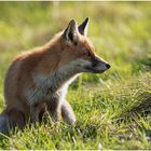 rotfuchs (vulpes vulpes) ...