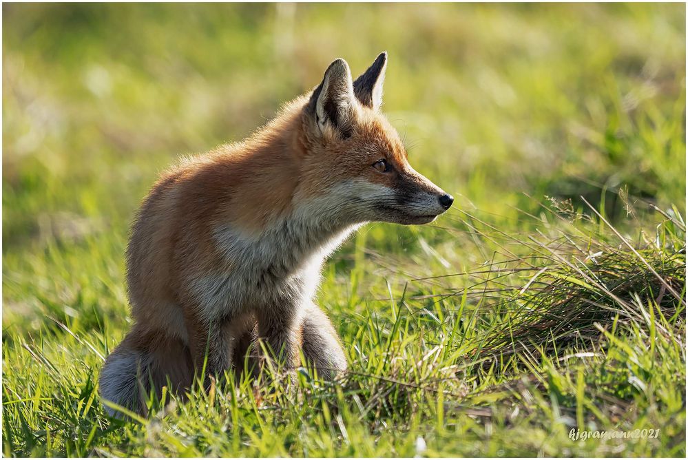 rotfuchs (vulpes vulpes) ...