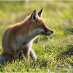 rotfuchs (vulpes vulpes) ...