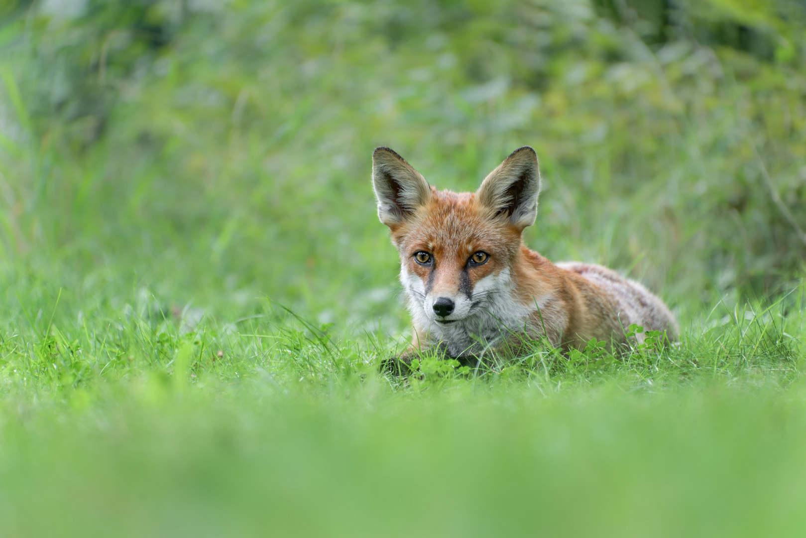 Rotfuchs (Vulpes vulpes)