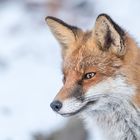 Rotfuchs (Vulpes vulpes) 