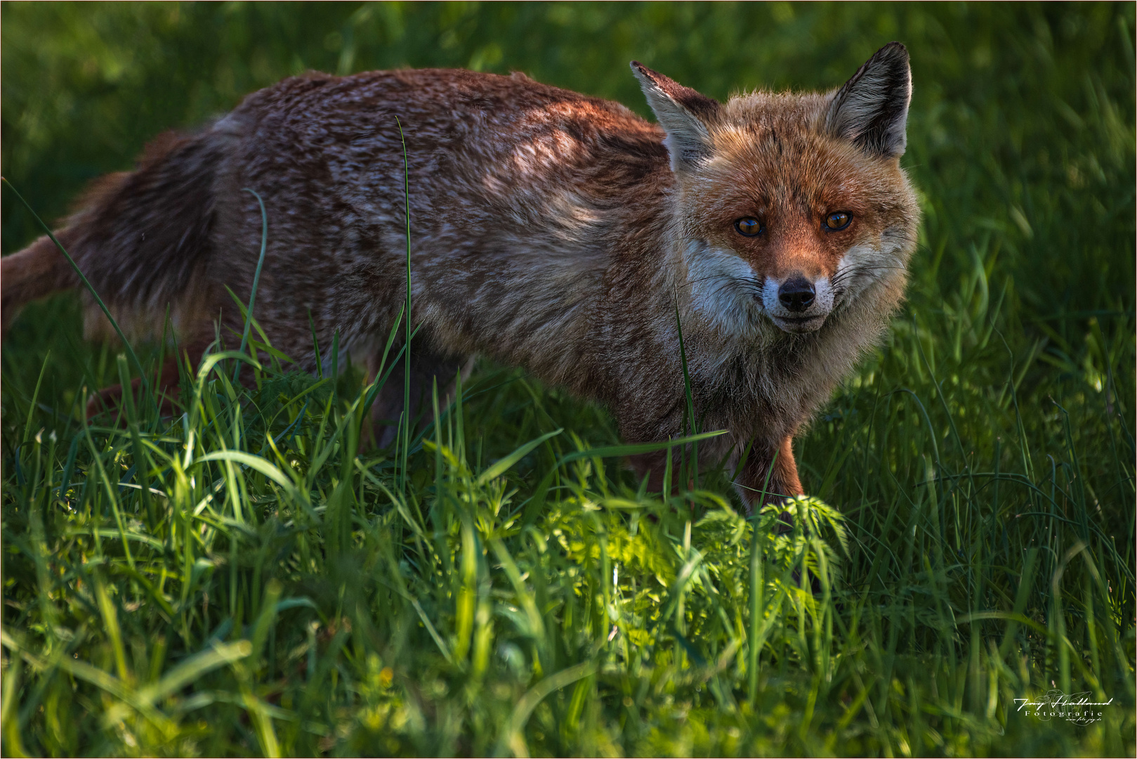 Rotfuchs (Vulpes vulpes)