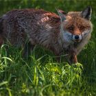 Rotfuchs (Vulpes vulpes)