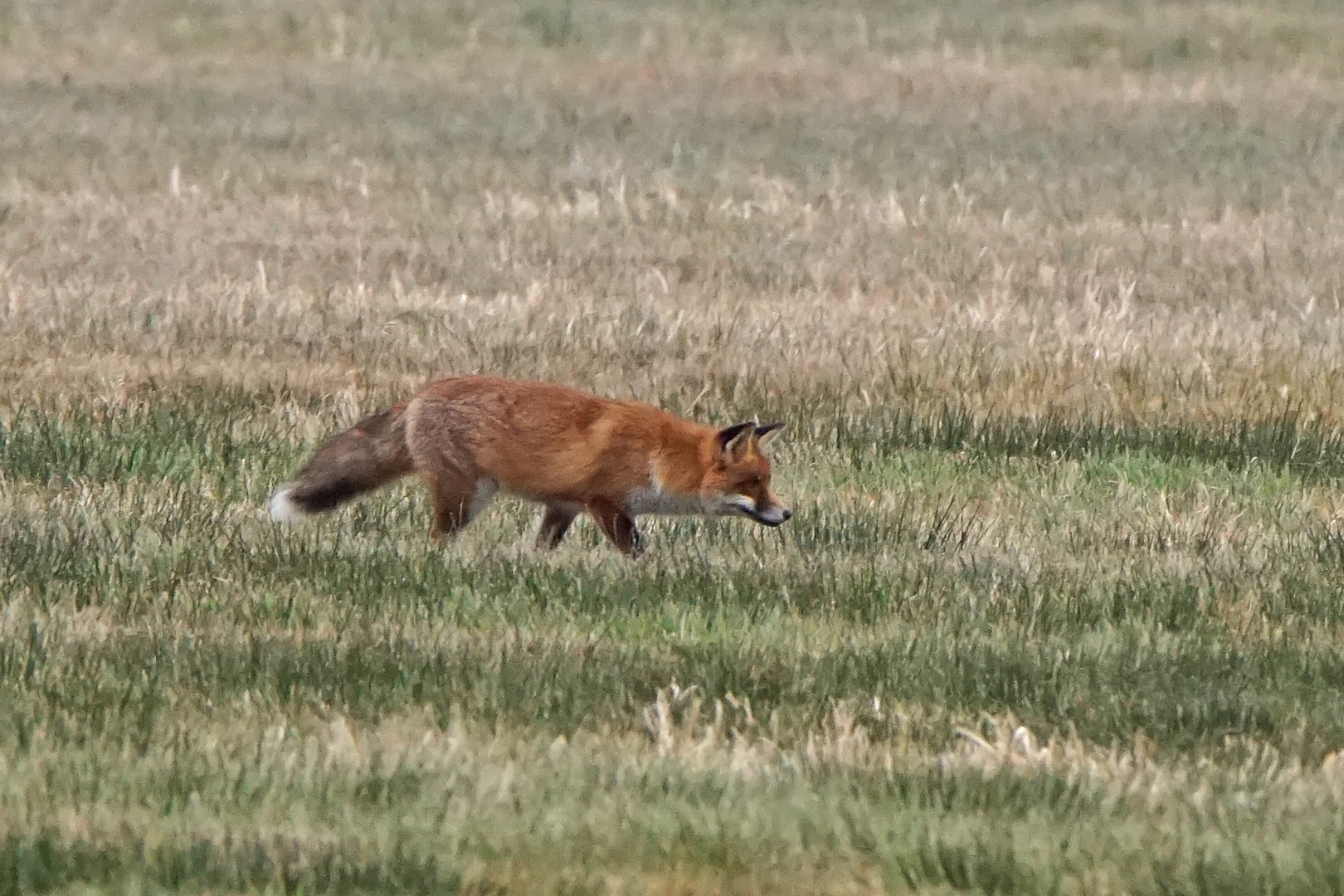 Rotfuchs (Vulpes vulpes)