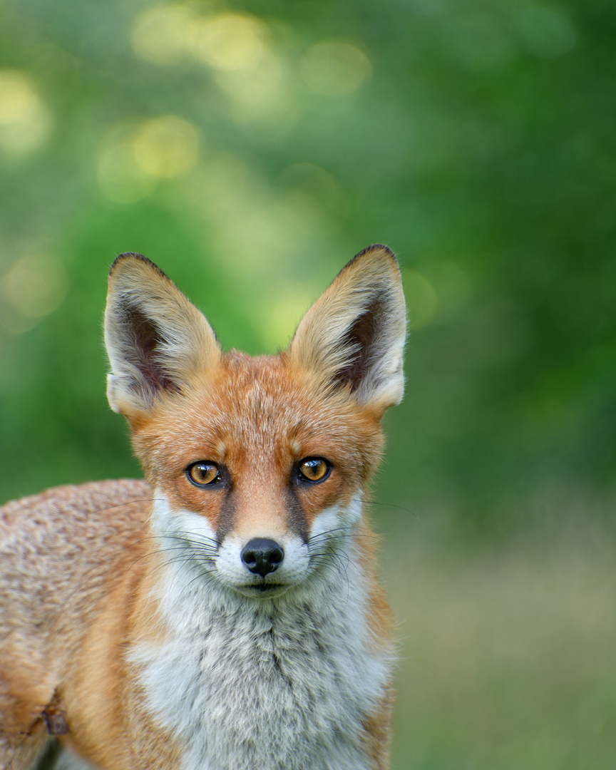 Rotfuchs (Vulpes vulpes)