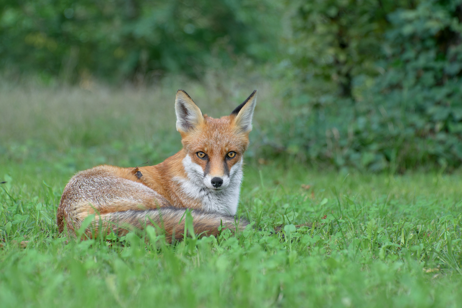 Rotfuchs (Vulpes vulpes)