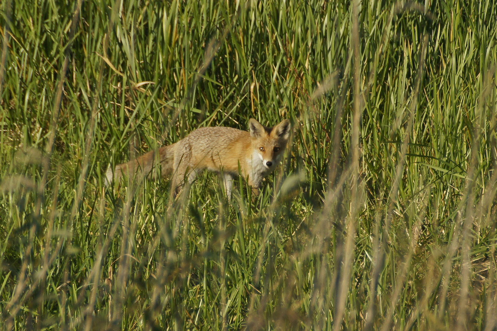 Rotfuchs (Vulpes vulpes)