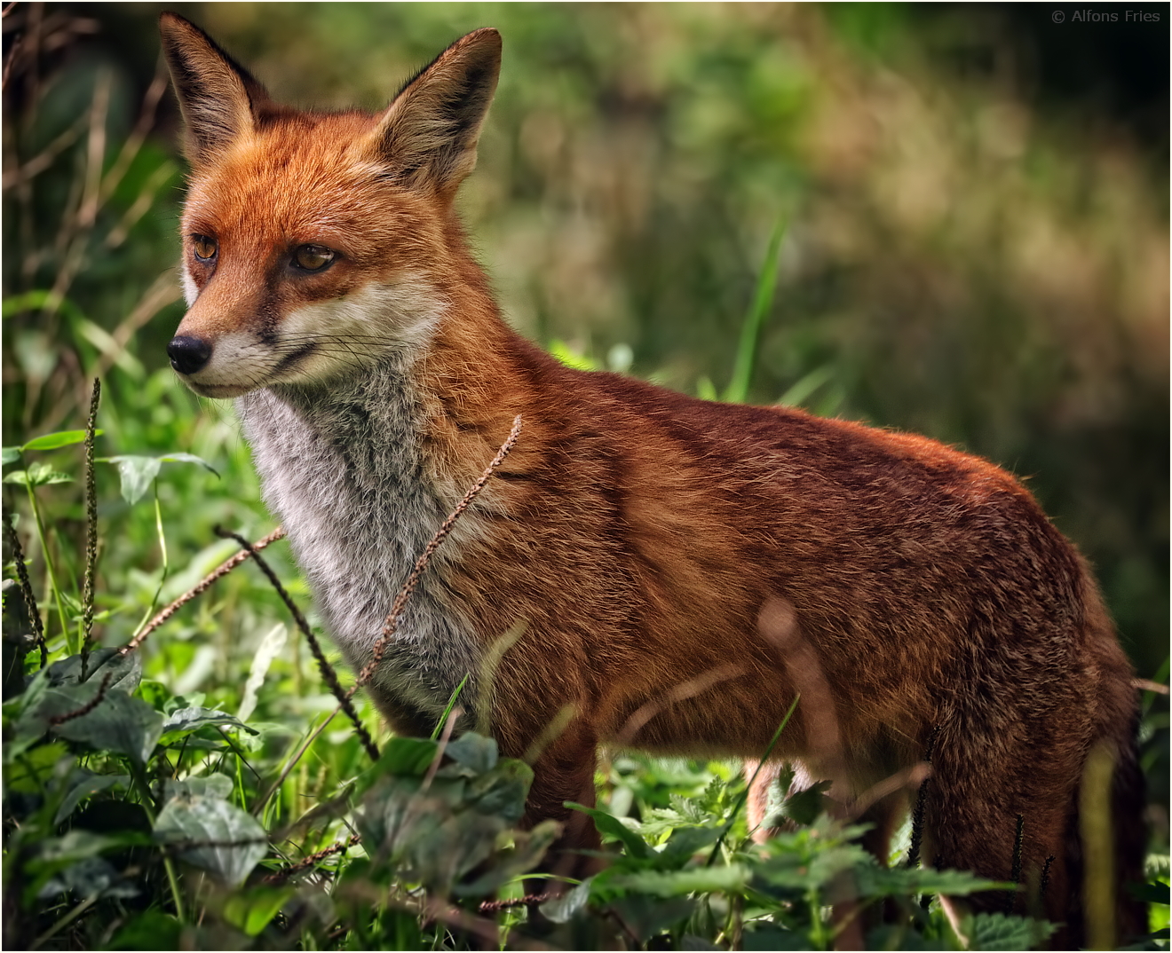 Rotfuchs (Vulpes vulpes)