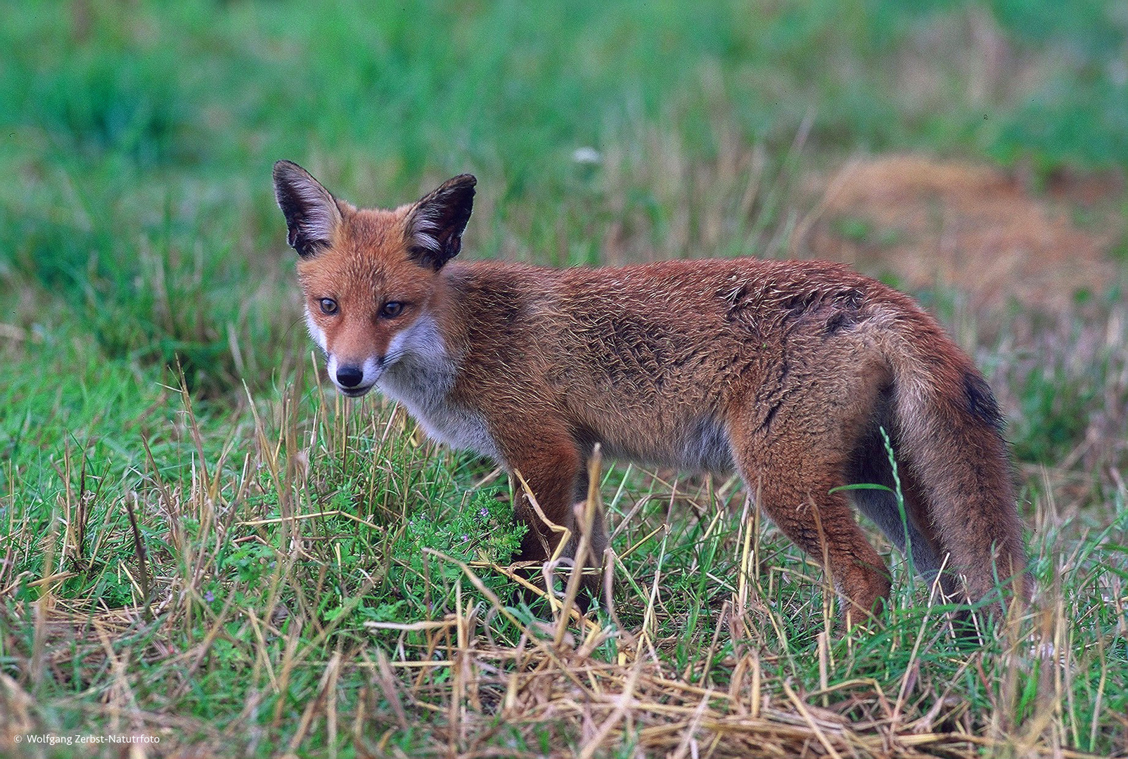   - Rotfuchs -  ( Vulpes vulpes )