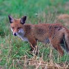   - Rotfuchs -  ( Vulpes vulpes )