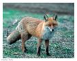 + Rotfuchs + ( Vulpes vulpes ) - DIA SCAN - von Wolfgang Zerbst - Naturfoto