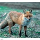 + Rotfuchs + ( Vulpes vulpes ) - DIA SCAN -