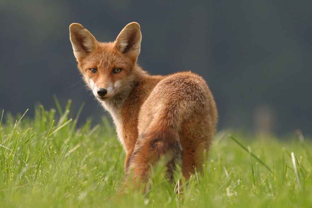 Rotfuchs (Vulpes vulpes)