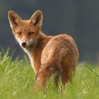 Rotfuchs (Vulpes vulpes)