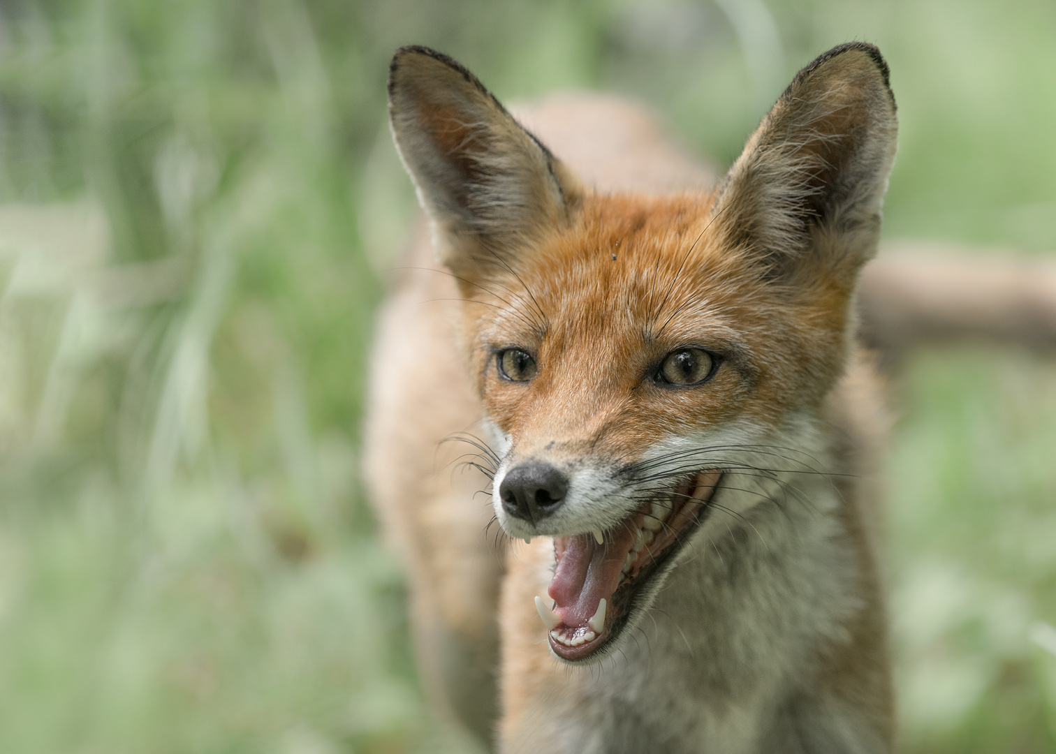 Rotfuchs (Vulpes vulpes)