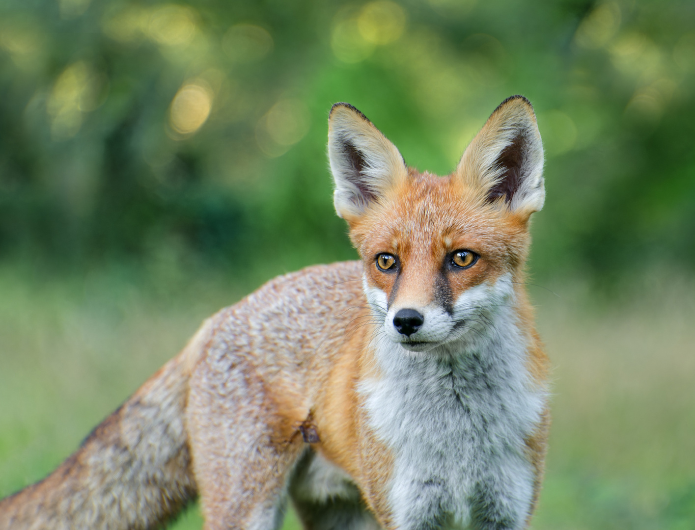 Rotfuchs (Vulpes vulpes)