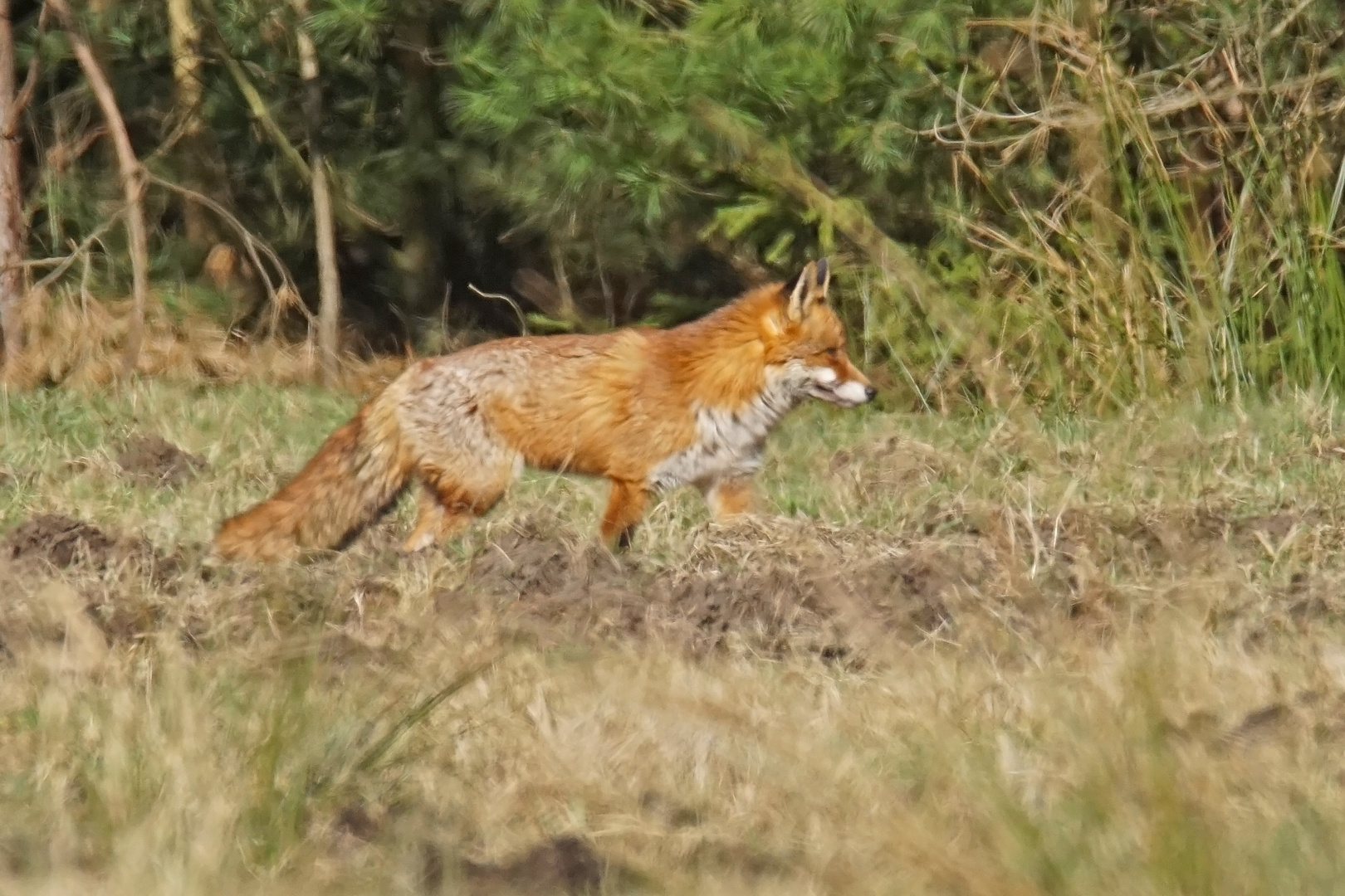 Rotfuchs (Vulpes vulpes)