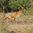 Rotfuchs (Vulpes vulpes)