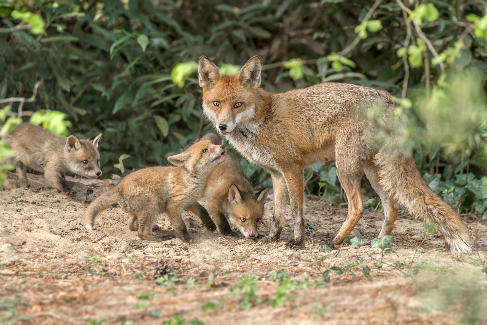 Rotfuchs (Vulpes vulpes)