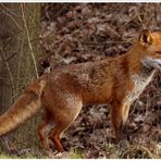 Rotfuchs (Vulpes vulpes) IV/IV