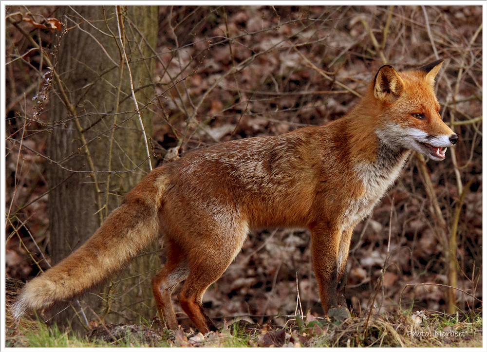 Rotfuchs Vulpes Vulpes Iviv Foto And Bild Tiere Wildlife Säugetiere Bilder Auf Fotocommunity
