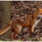 Rotfuchs (Vulpes vulpes) IV/IV