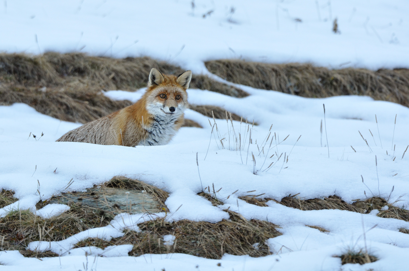 Rotfuchs (Vulpes vulpes); kurz vor dem Eindunkeln