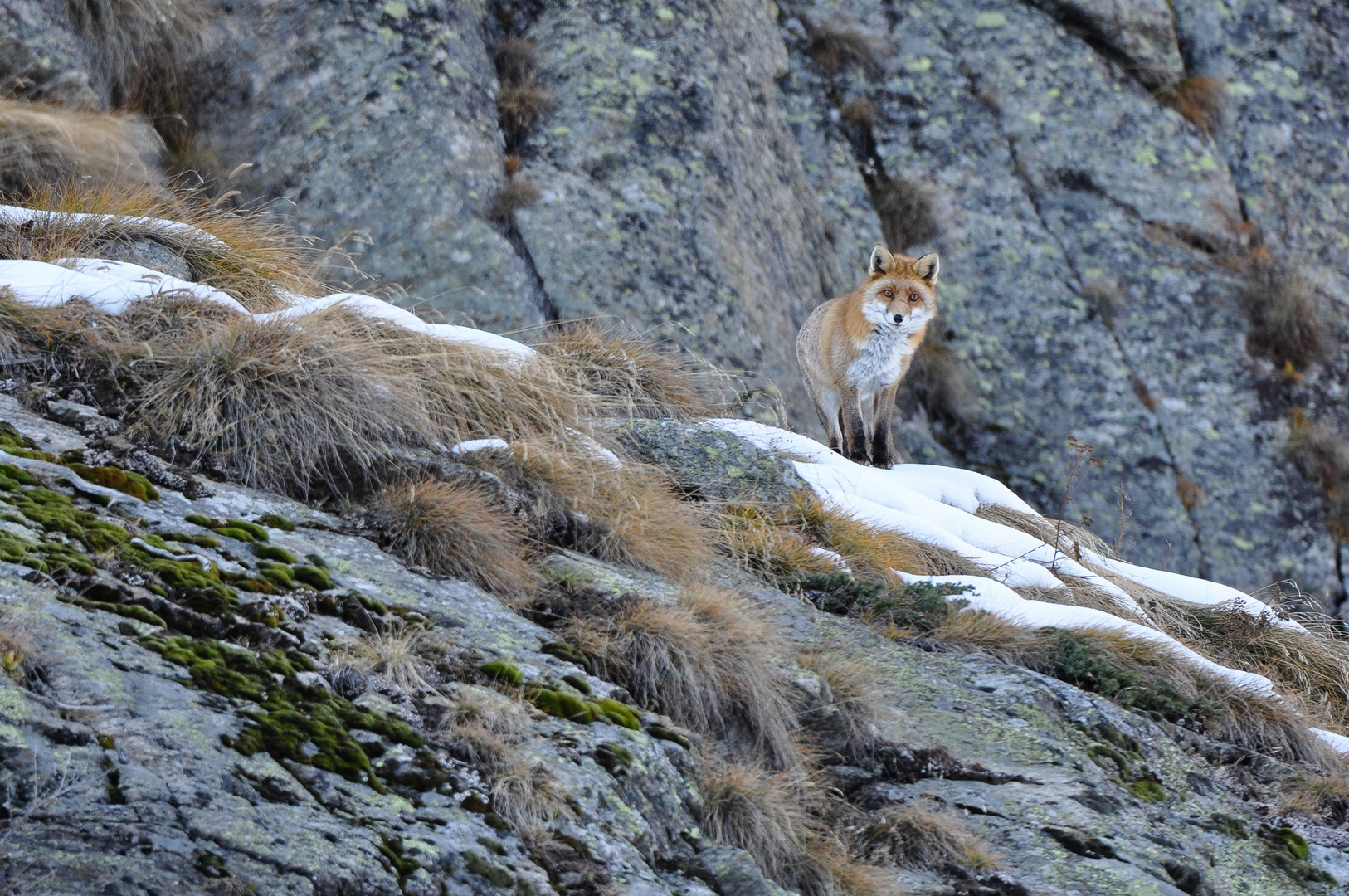 Rotfuchs (Vulpes vulpes); nach Sonnenuntergang im silbrigen Licht