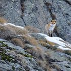 Rotfuchs (Vulpes vulpes); nach Sonnenuntergang im silbrigen Licht