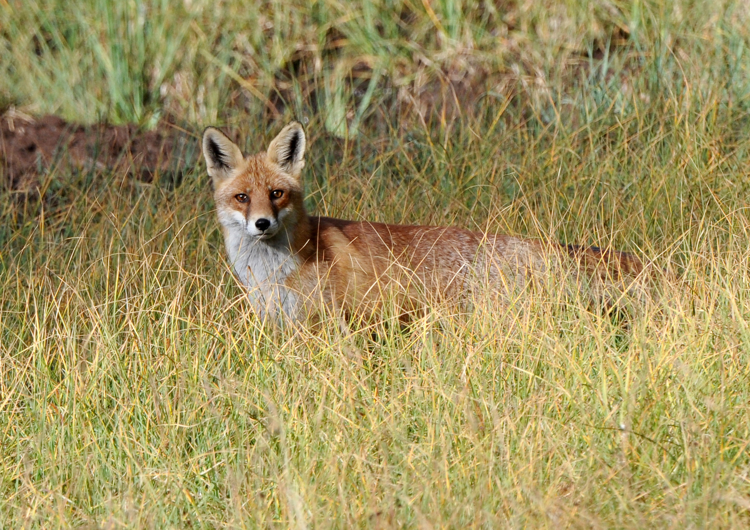 Rotfuchs (Vulpes vulpes); unerwarteter Besuch