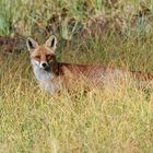 Rotfuchs (Vulpes vulpes); unerwarteter Besuch