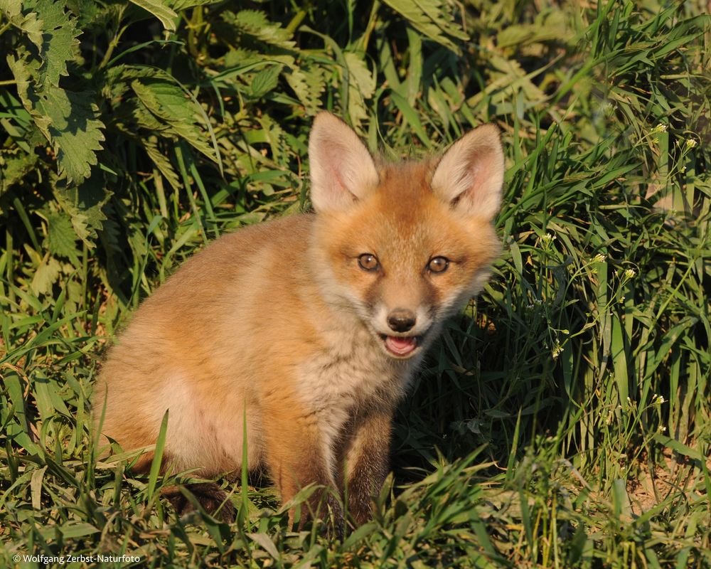 - Rotfuchs Welpe im Abendlicht -