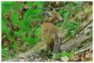 - Rotfuchs Welpe - ( Vulpes vulpes ) von Wolfgang Zerbst - Naturfoto