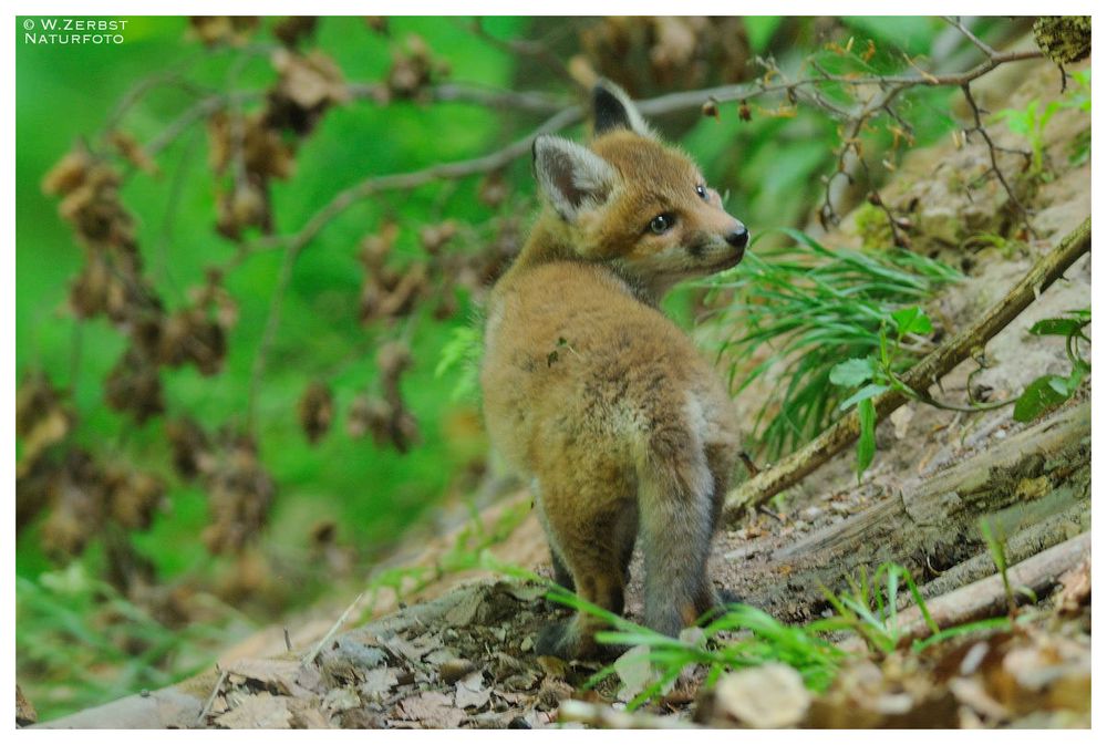 - Rotfuchs Welpe - ( Vulpes vulpes )