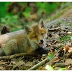 -- Rotfuchs Welpe -- ( Vulpes vulpes )