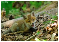 -- Rotfuchs Welpe -- ( Vulpes vulpes )