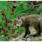 -- Rotfuchs - Welpe -- ( Vulpes vulpes )