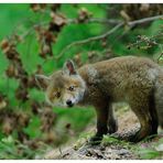 -- Rotfuchs - Welpe -- ( Vulpes vulpes )